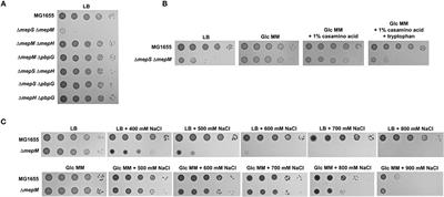 Distinct Amino Acid Availability-Dependent Regulatory Mechanisms of MepS and MepM Levels in Escherichia coli